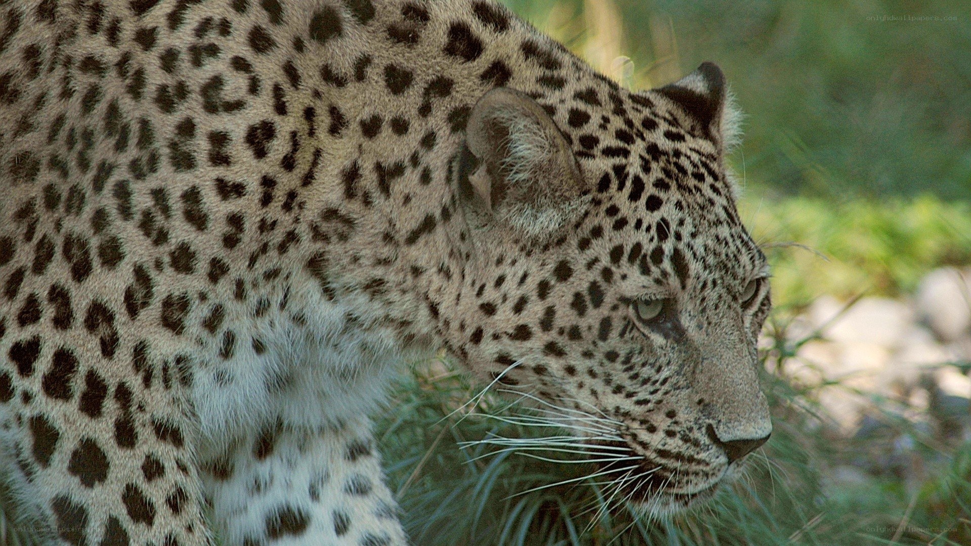Leopard in the grass