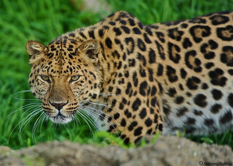 Leopard in the grass