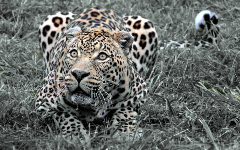 Leopard in the grass