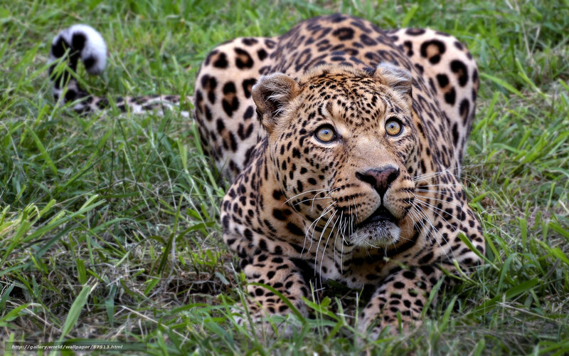 Leopard in the grass