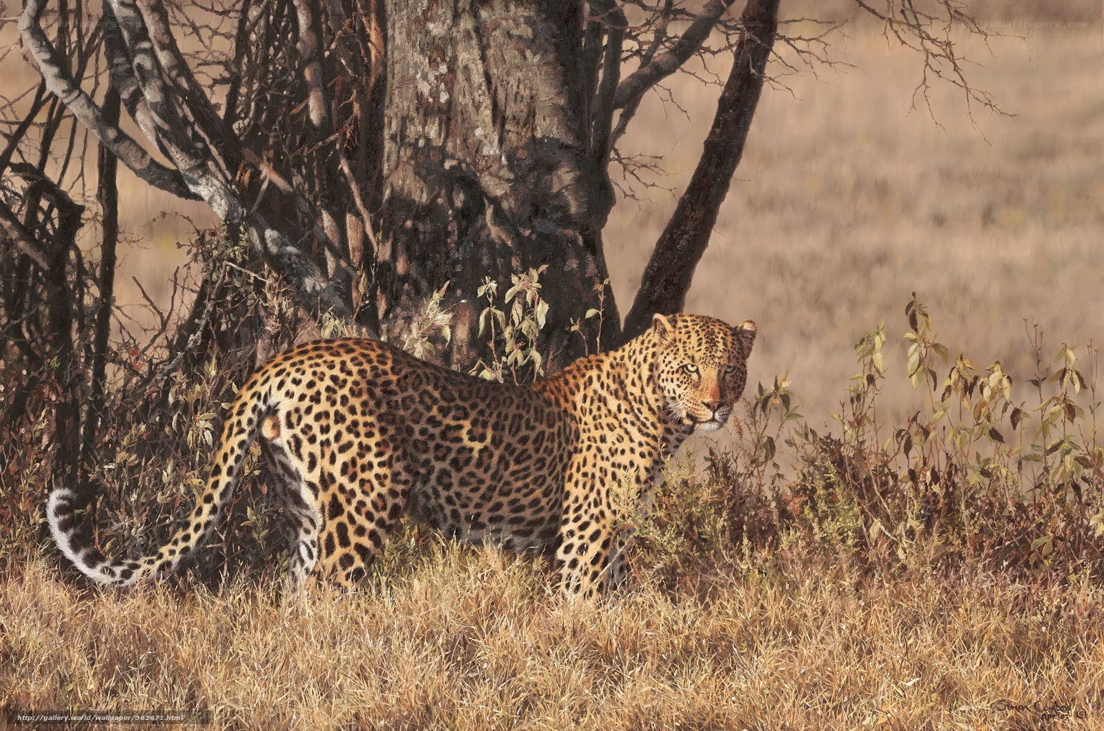 Leopard in the savanna