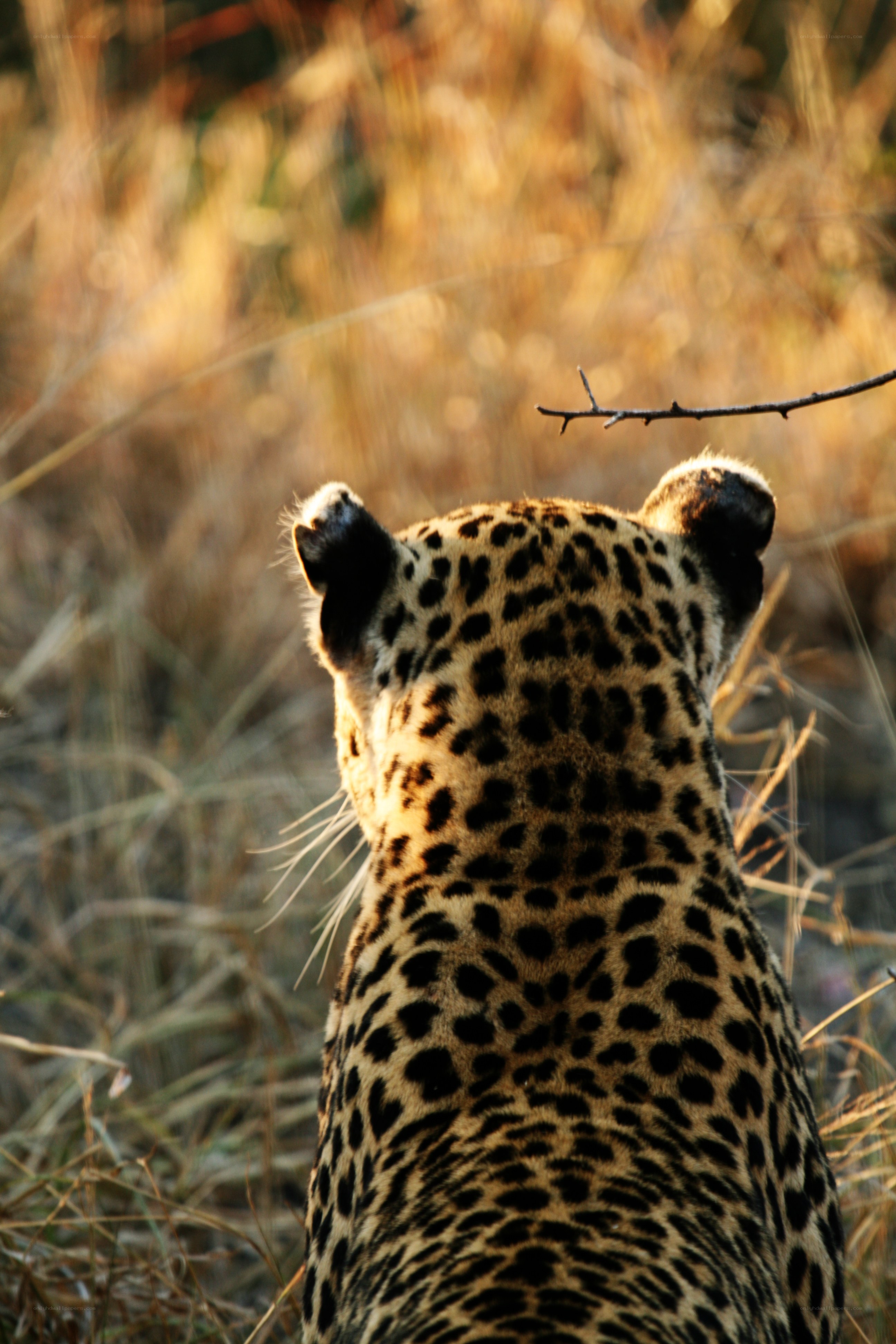 Leopard in the savanna