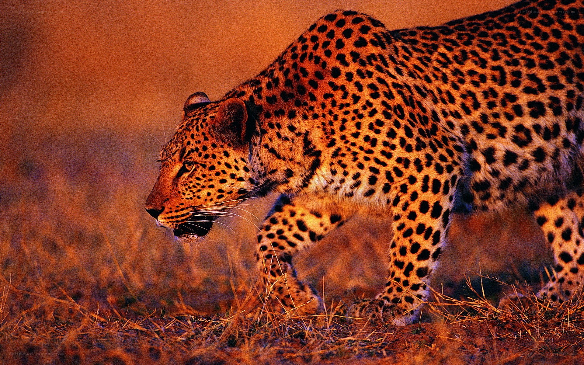 Leopard in the savanna