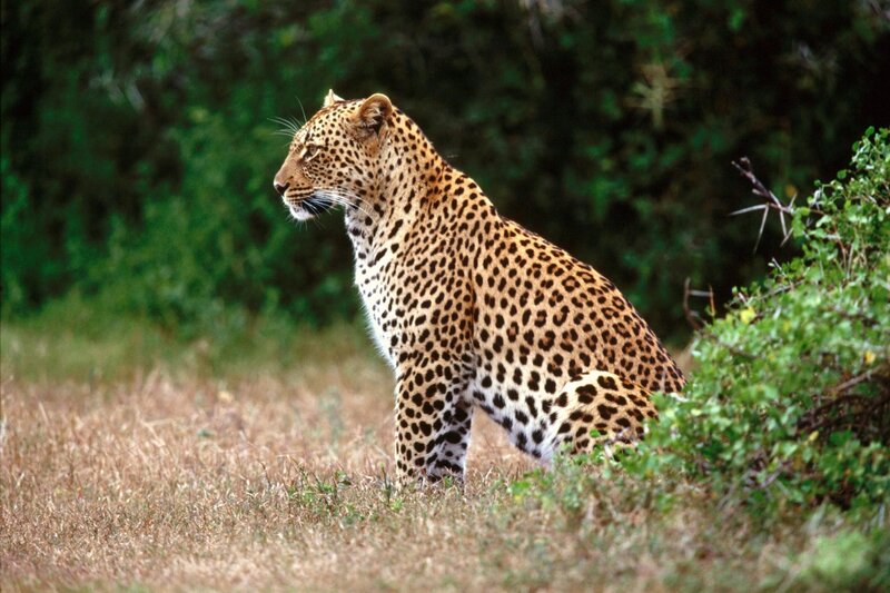 Leopard in the savanna