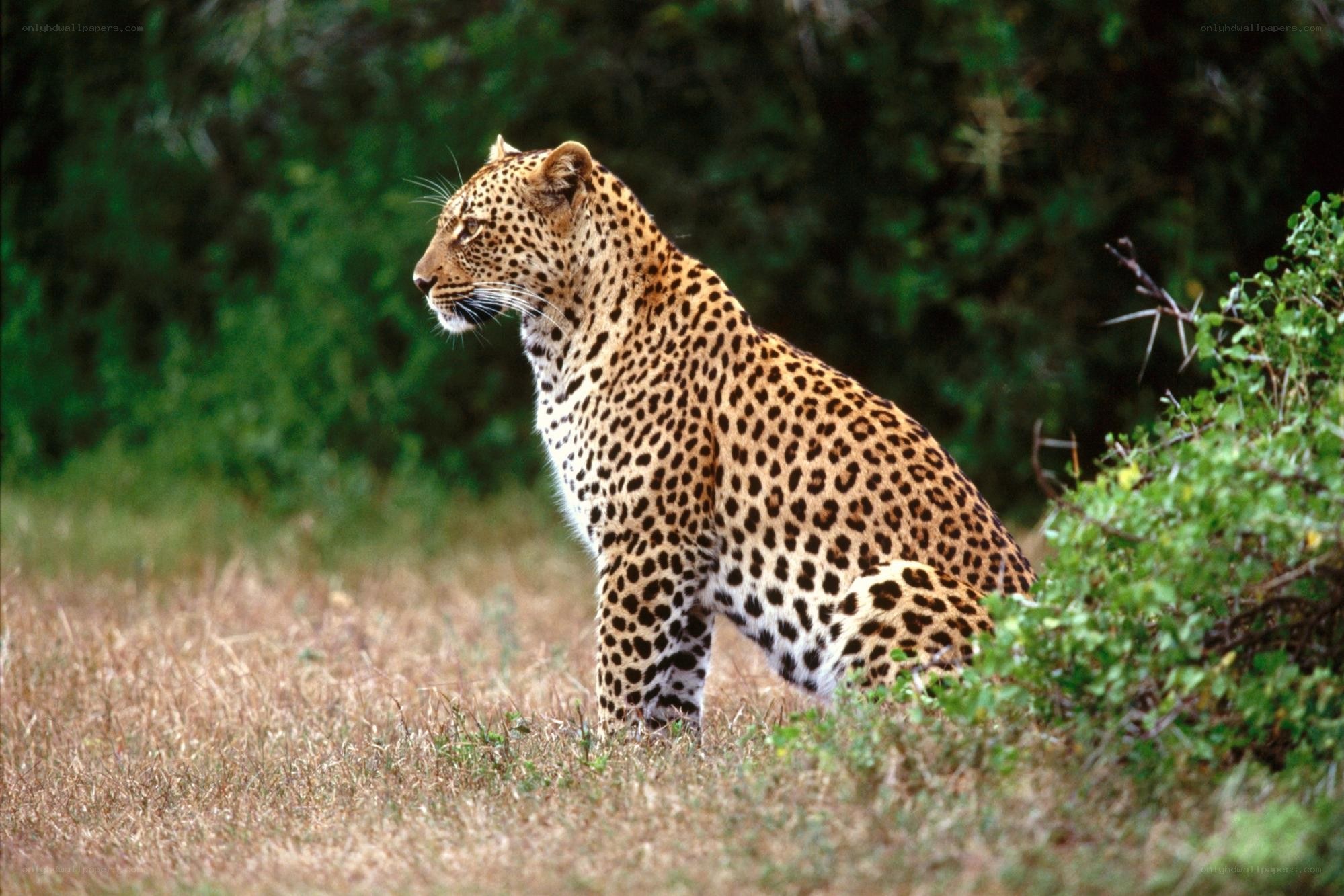 Leopard in the savanna