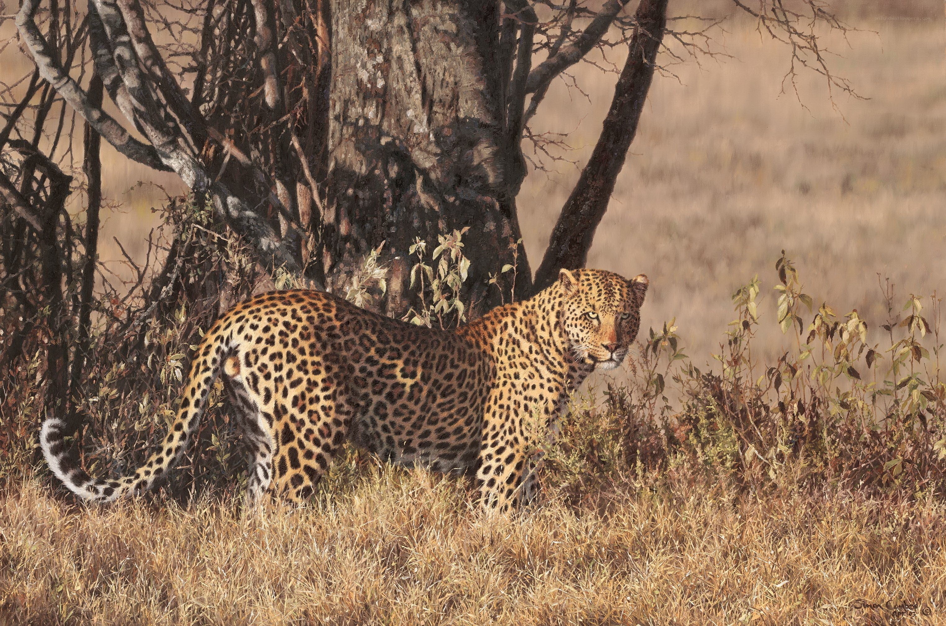 Leopard in the savanna
