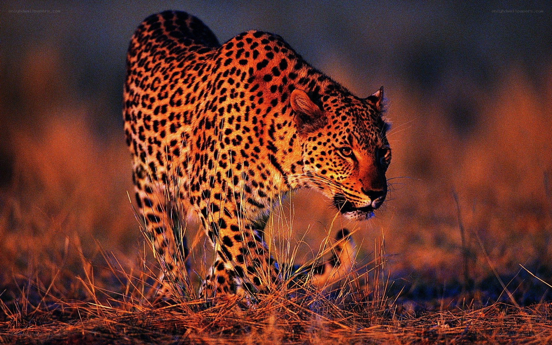 Leopard in the savanna