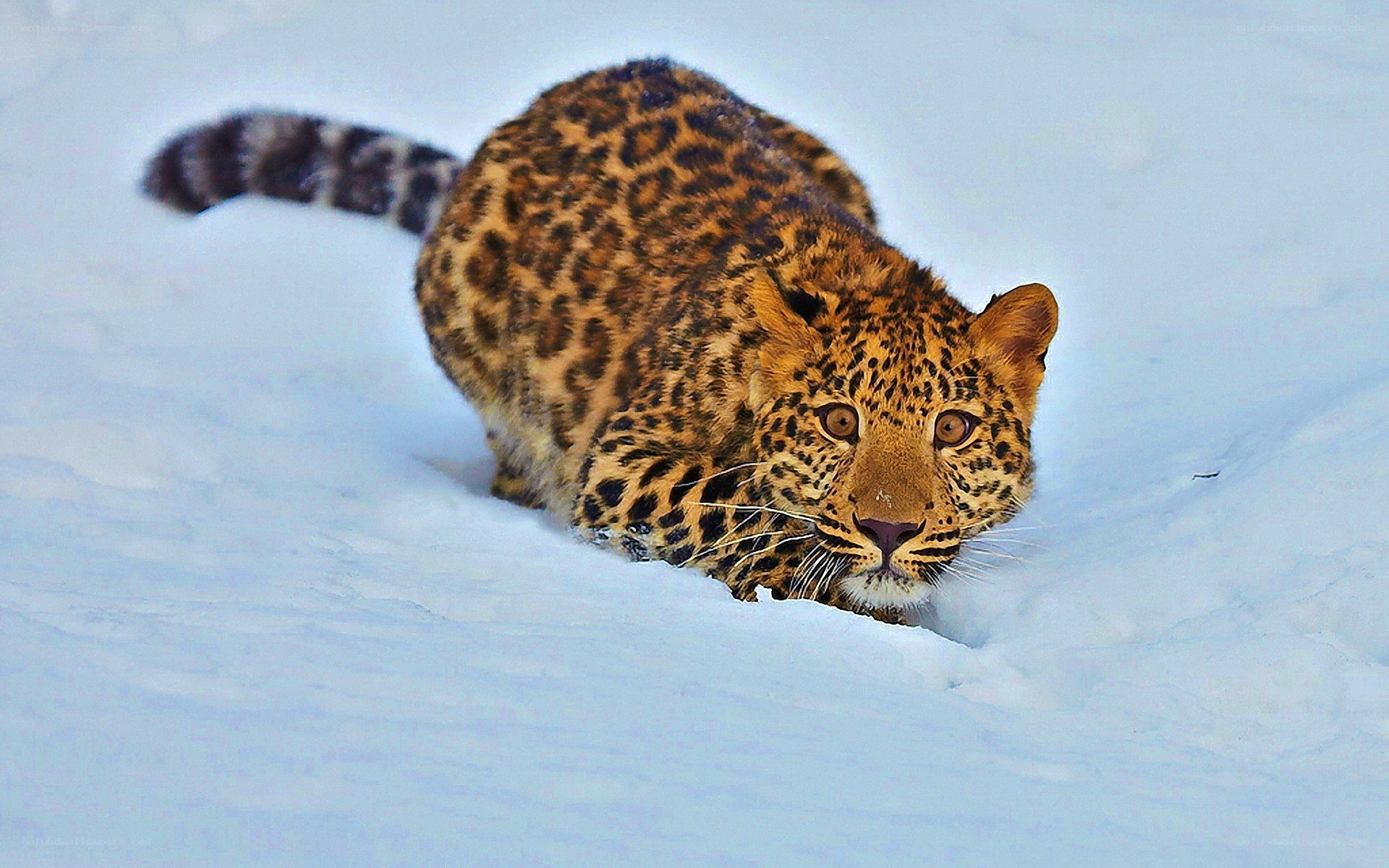 Leopard in the snow