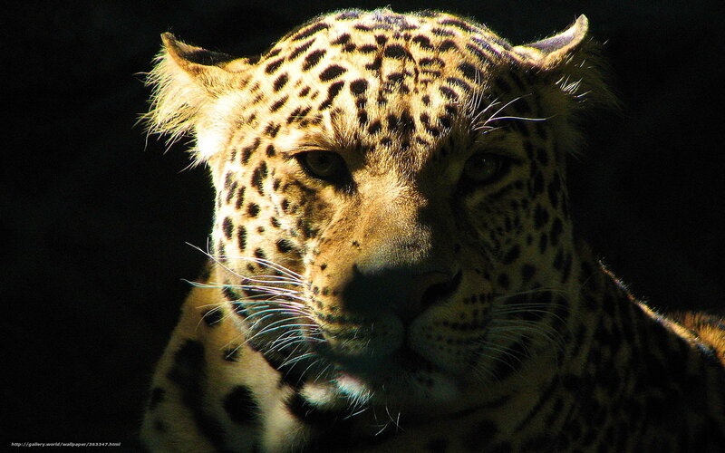 Leopard in the Spotlight