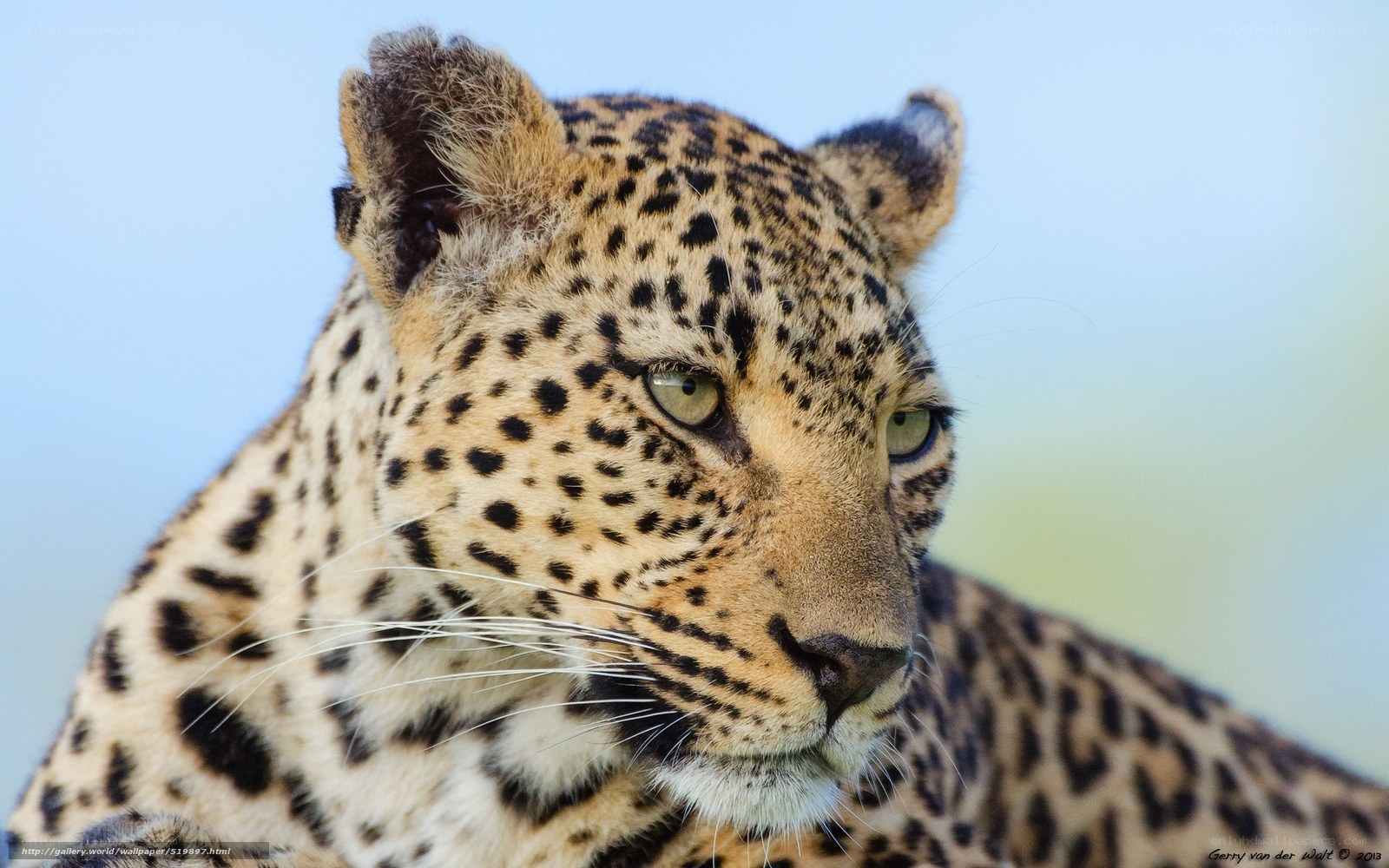Leopard in the wild