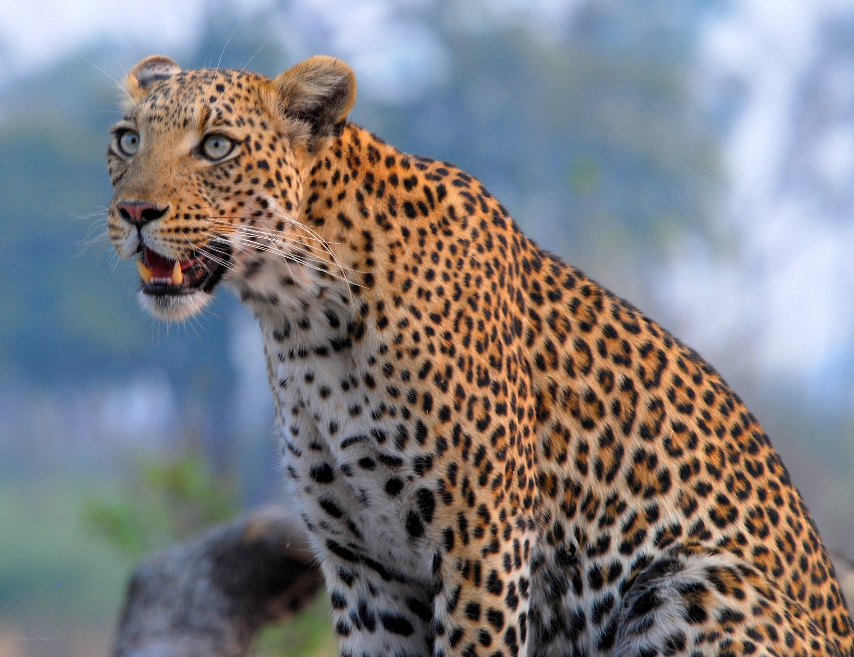 Leopard in the wild