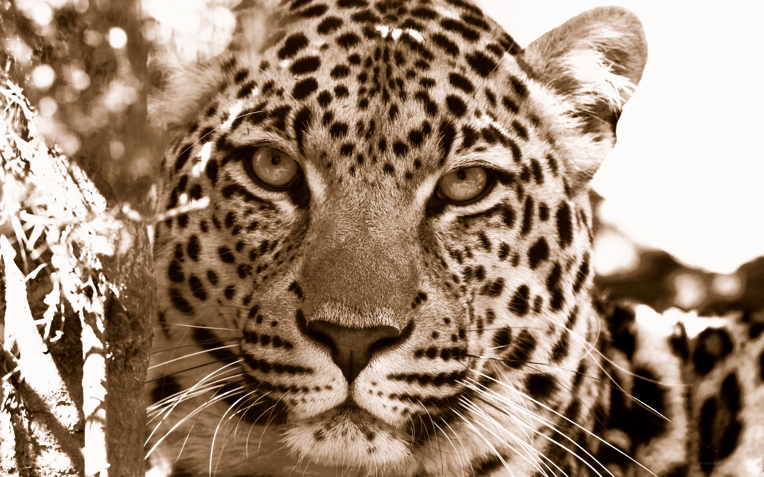 Leopard in the wild