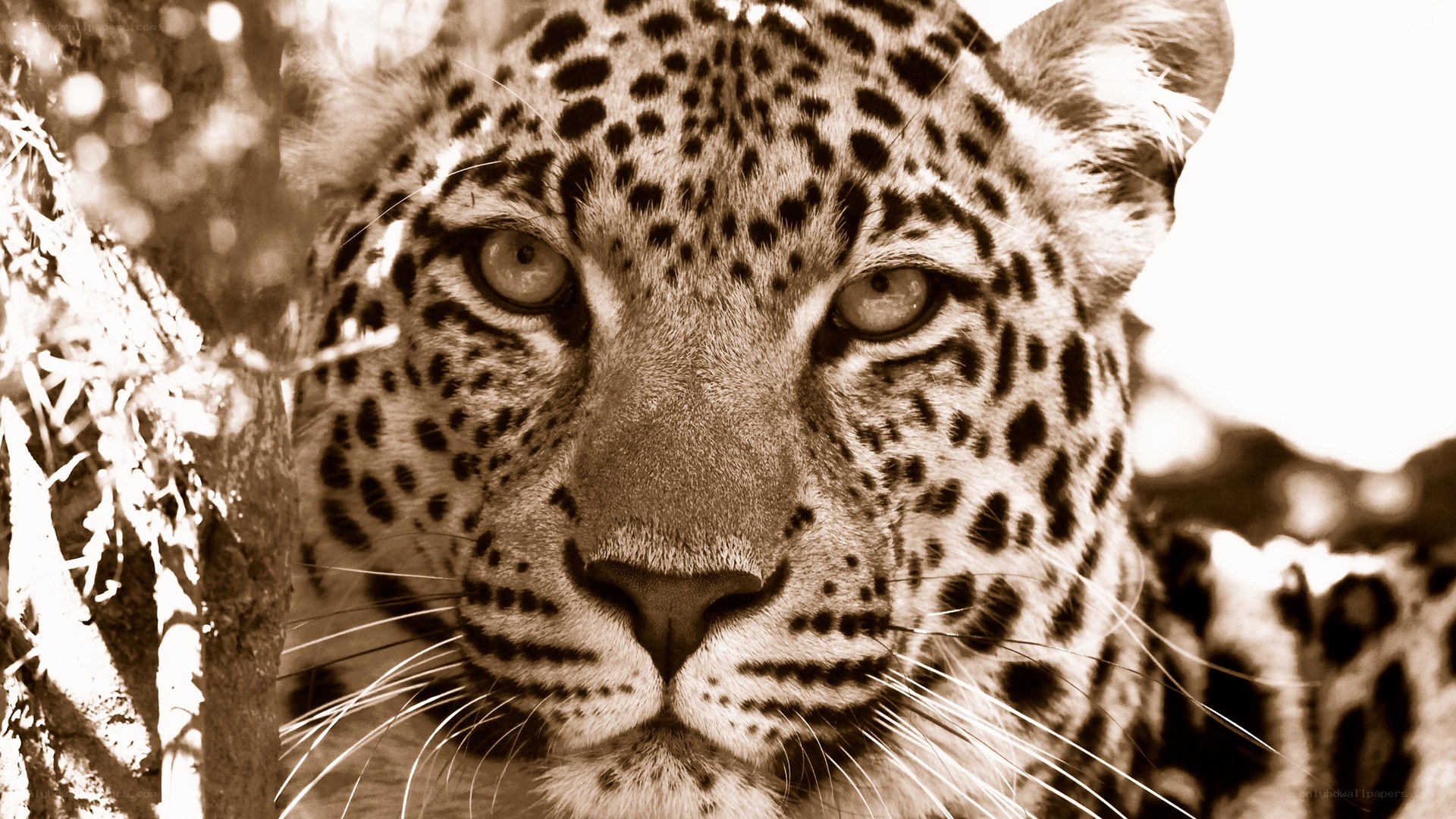 Leopard in the wild