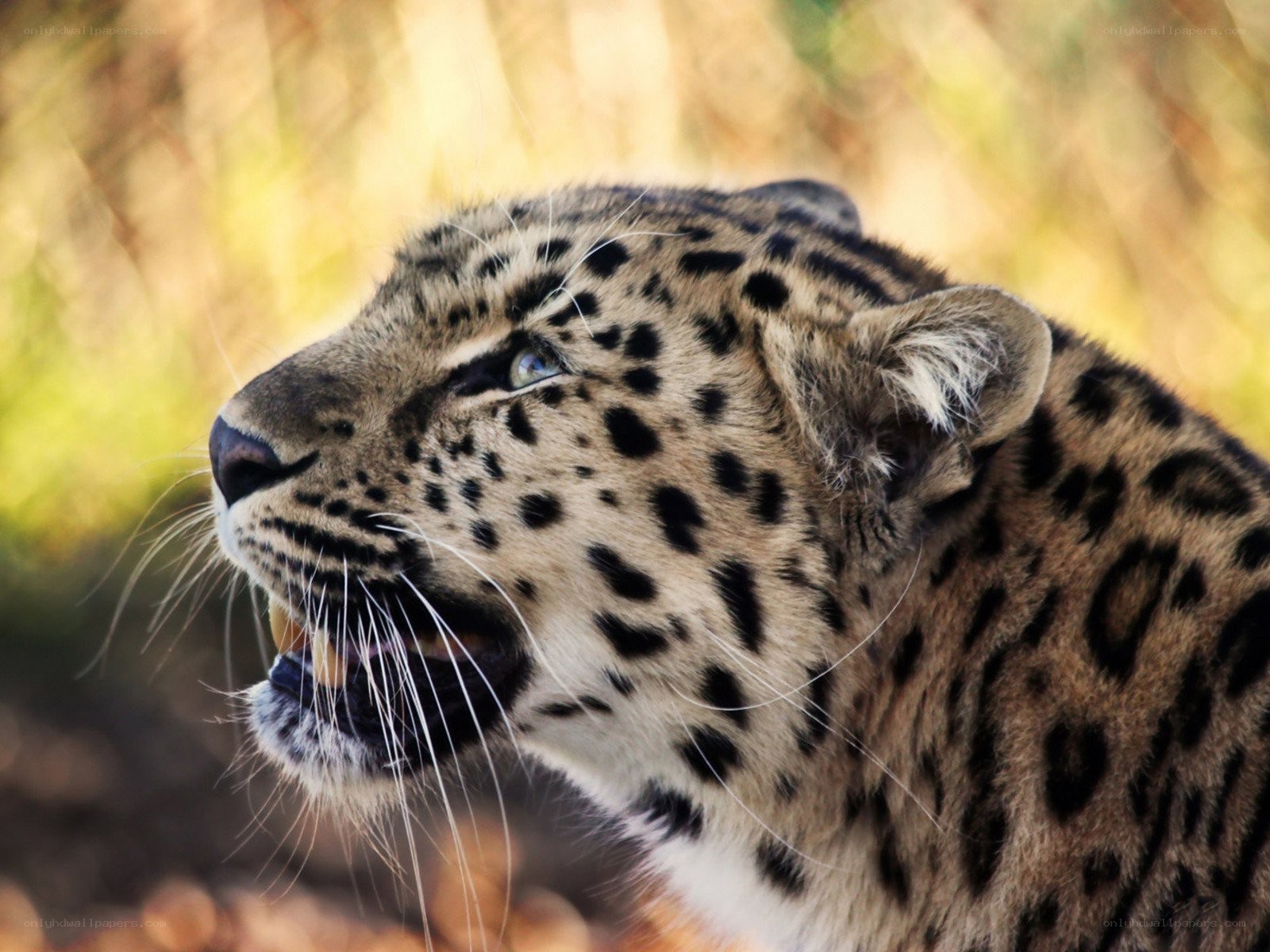 leopard in the wild
