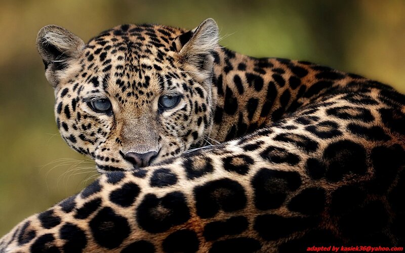 Leopard in the wild