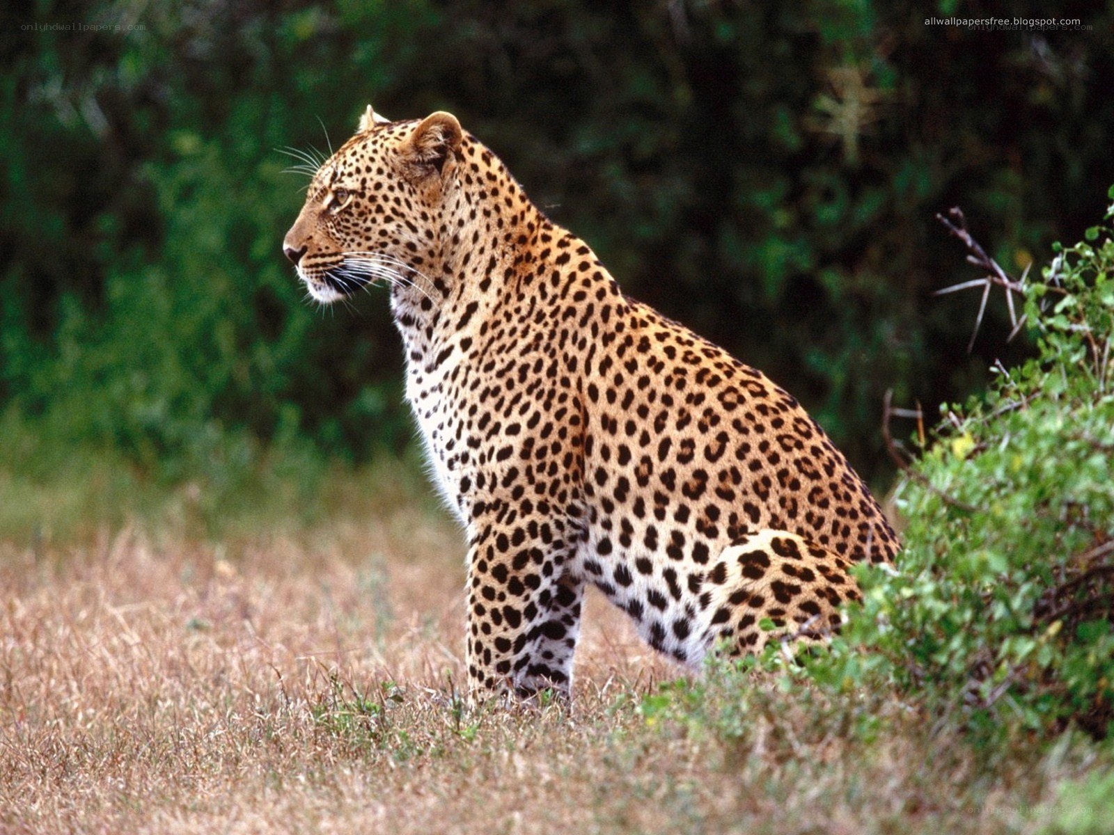 Leopard in the wild
