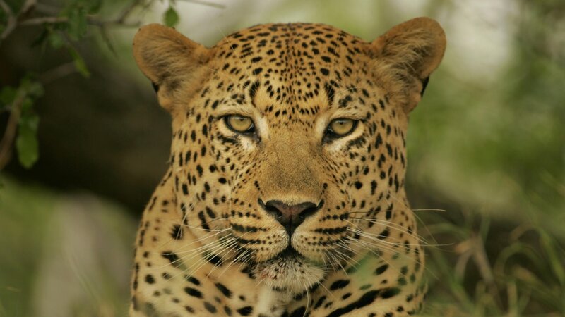 Leopard in the wild