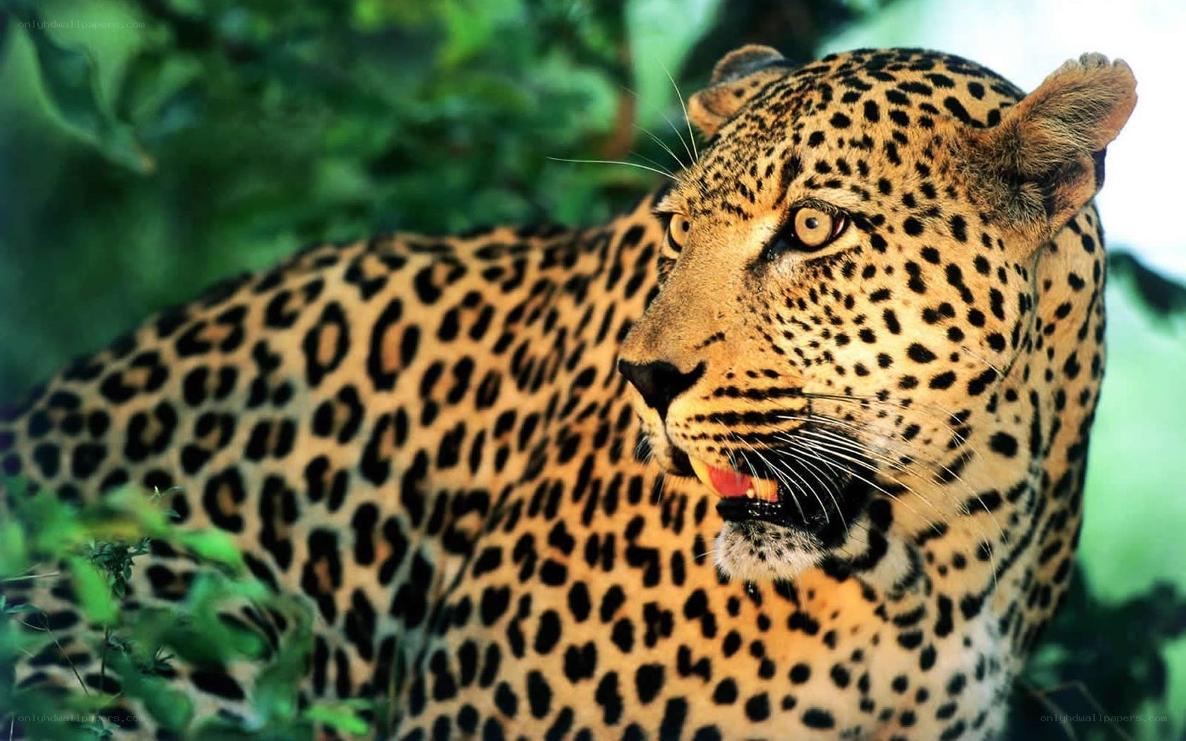 Leopard in the wild