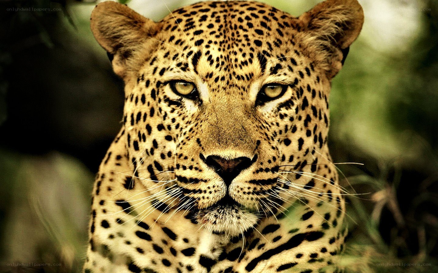 Leopard in the wild