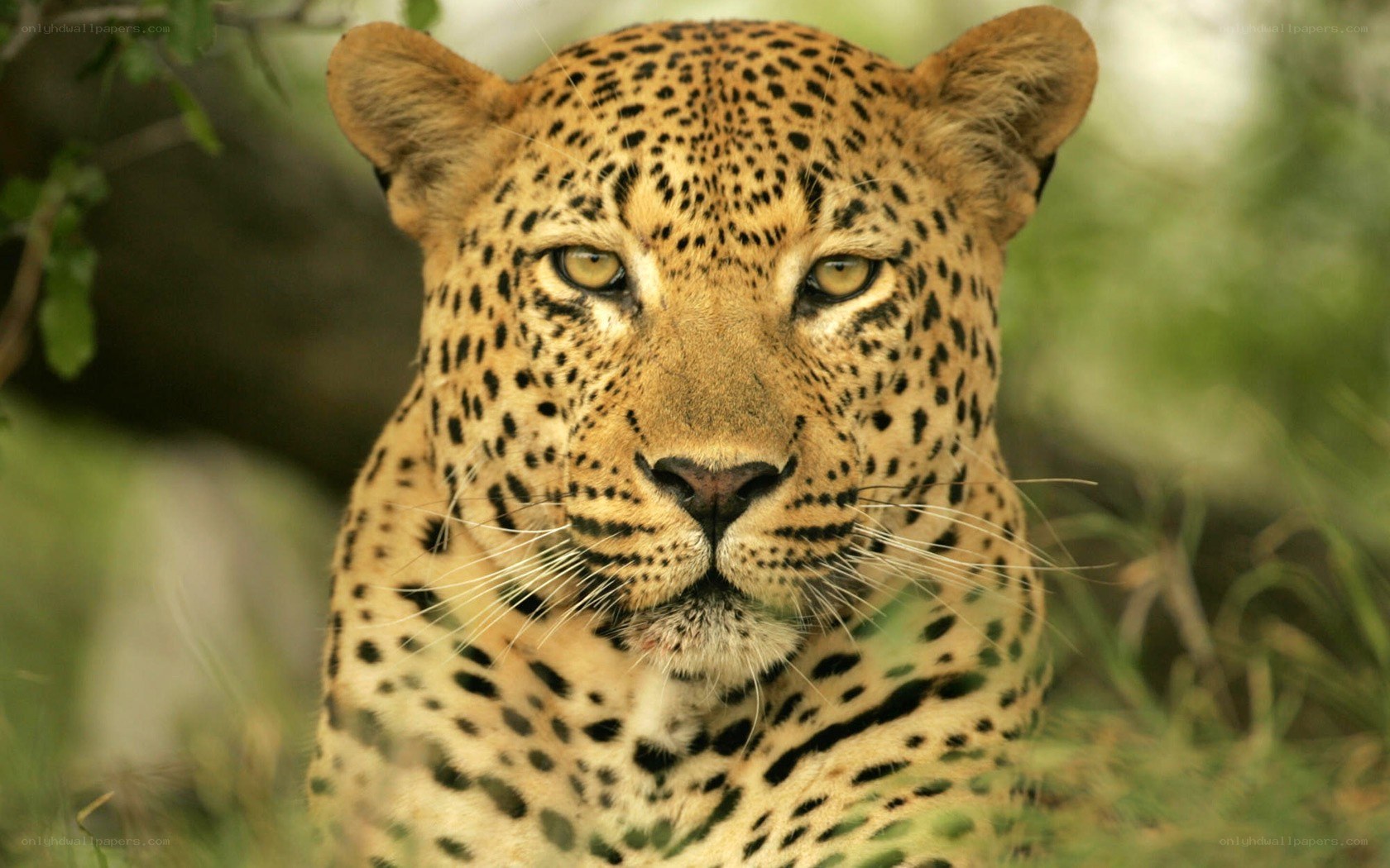 Leopard in the wild