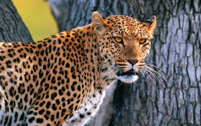 Leopard in the wild