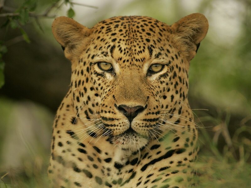 Leopard in the wild