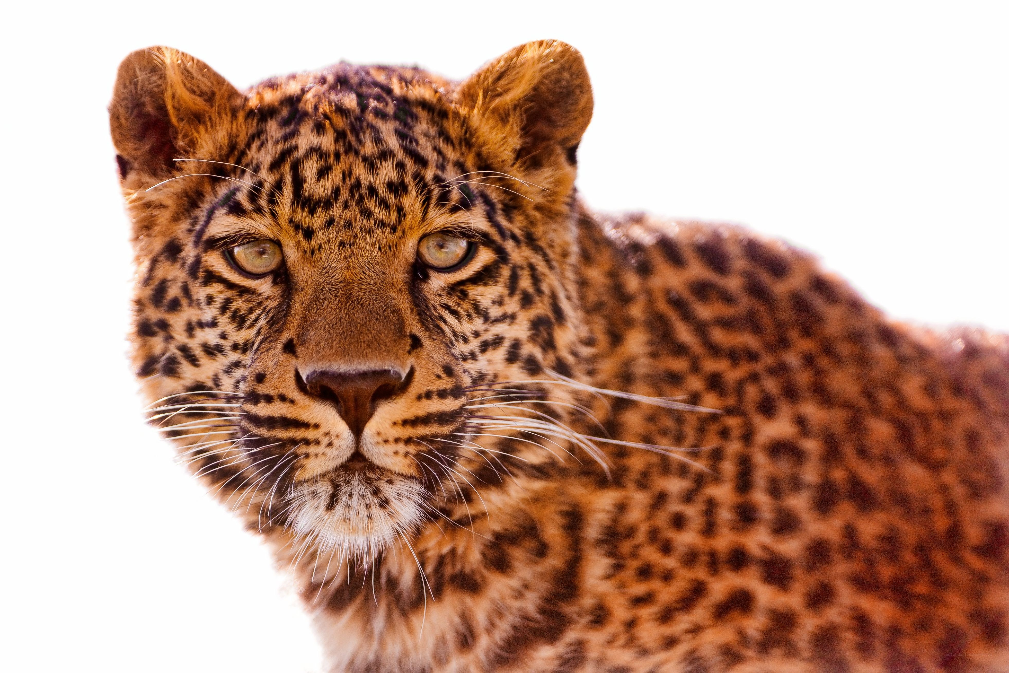 Leopard in the wild