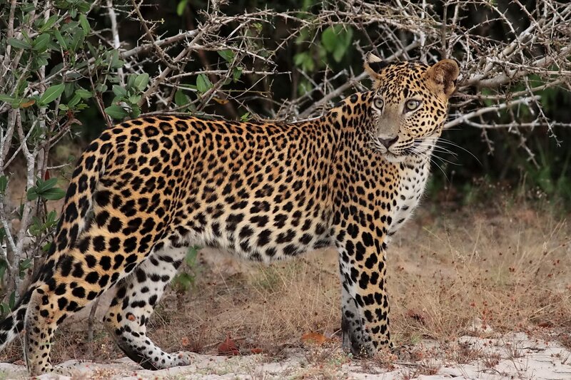 Leopard in the wild