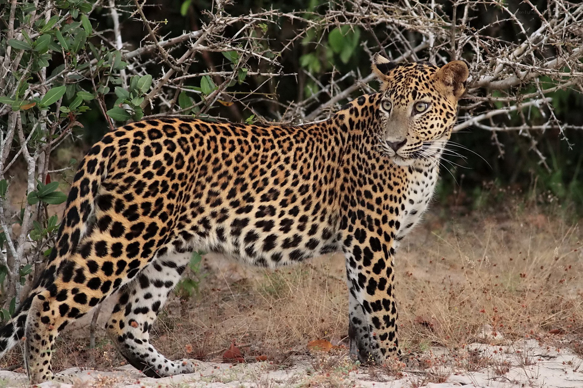 Leopard in the wild