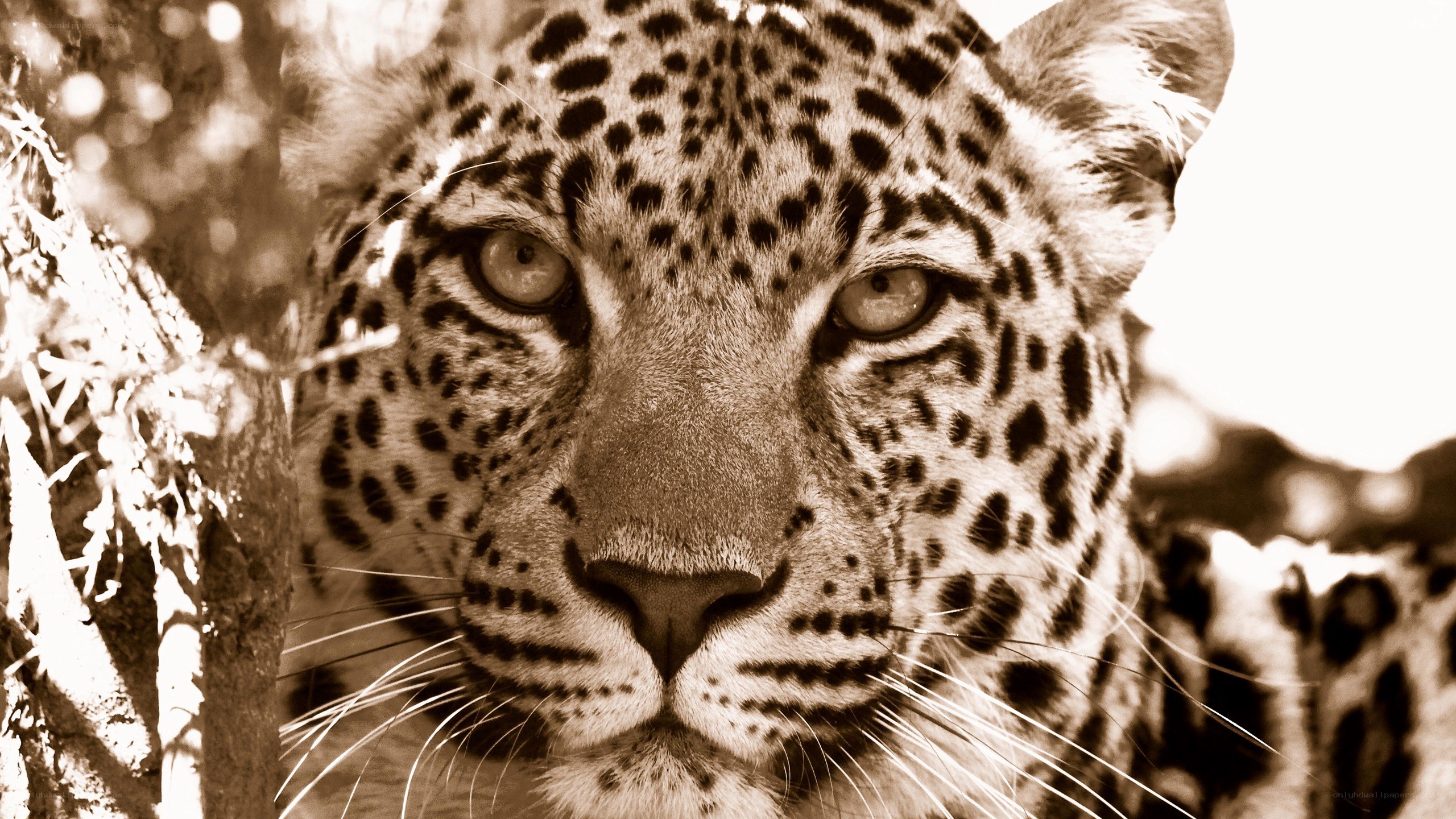leopard in the wild