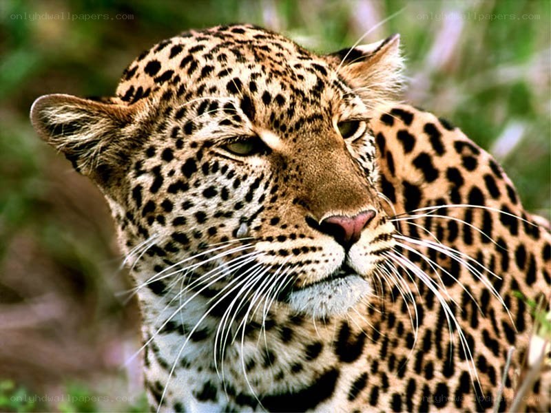 Leopard in the wild