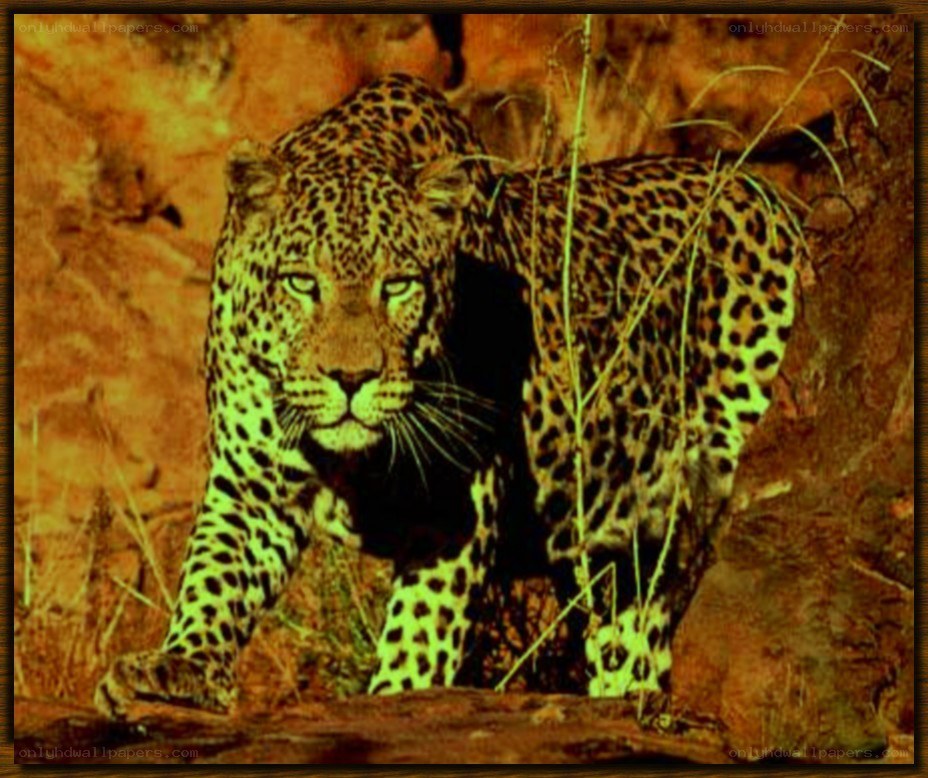 Leopard in the wild