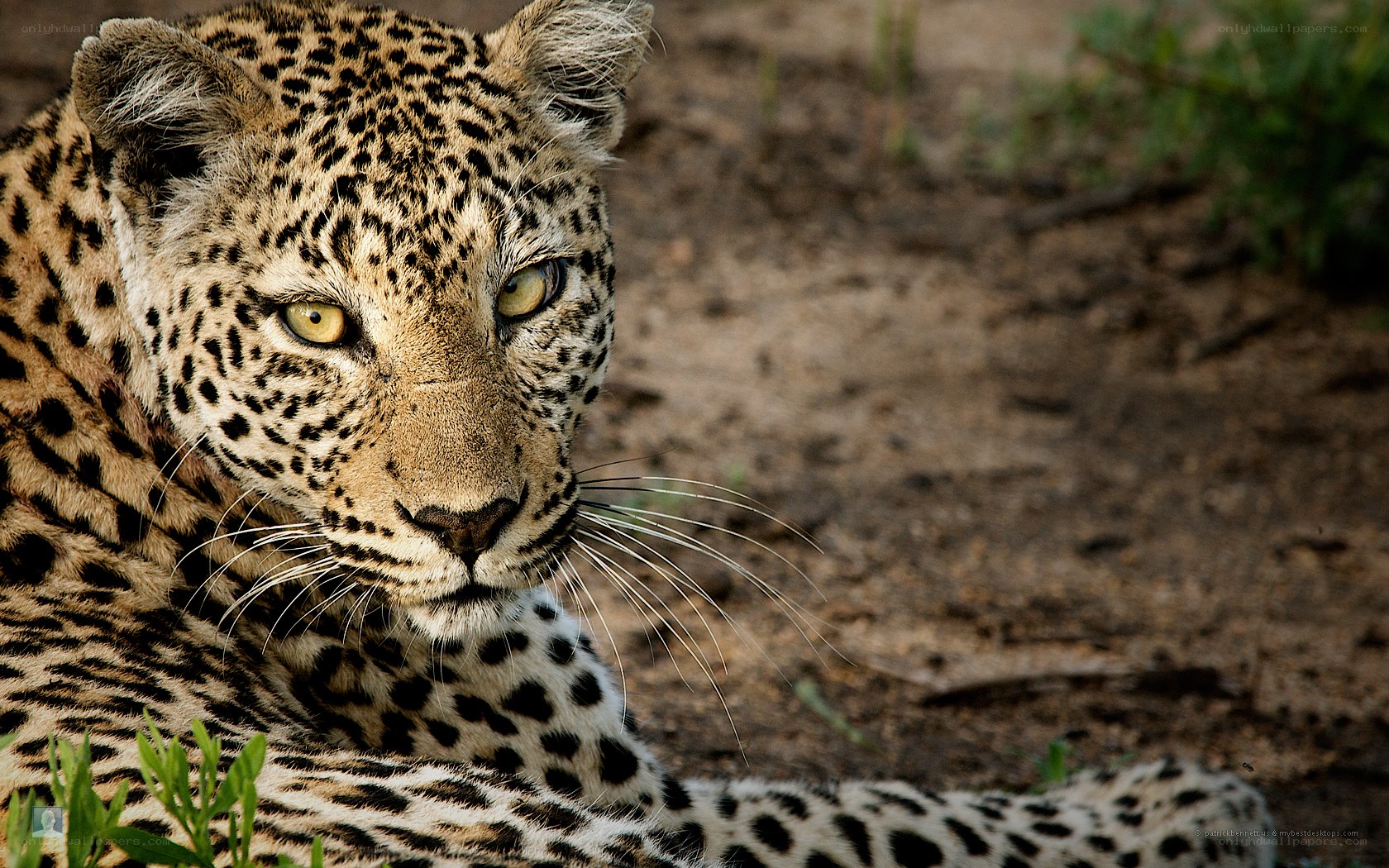 Leopard in the wild