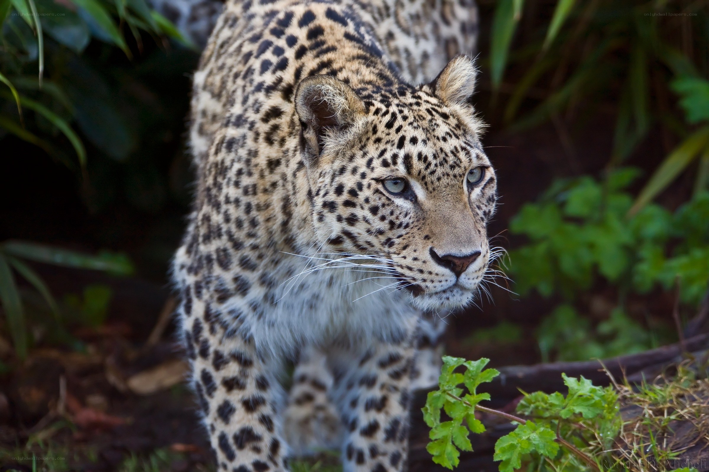 Leopard in the wild