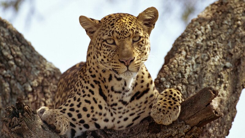 Leopard in Tree — Afternoon