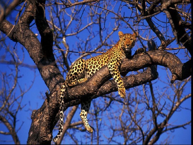 Leopard in Tree — Blue, Calm