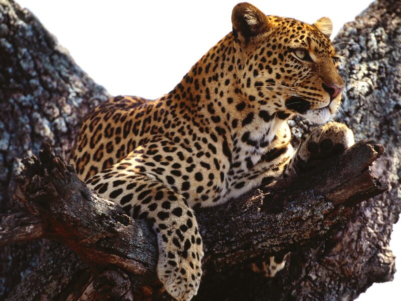 Leopard in Tree — Brown, Alert, Afternoon, Photograph, Branch, Black, White