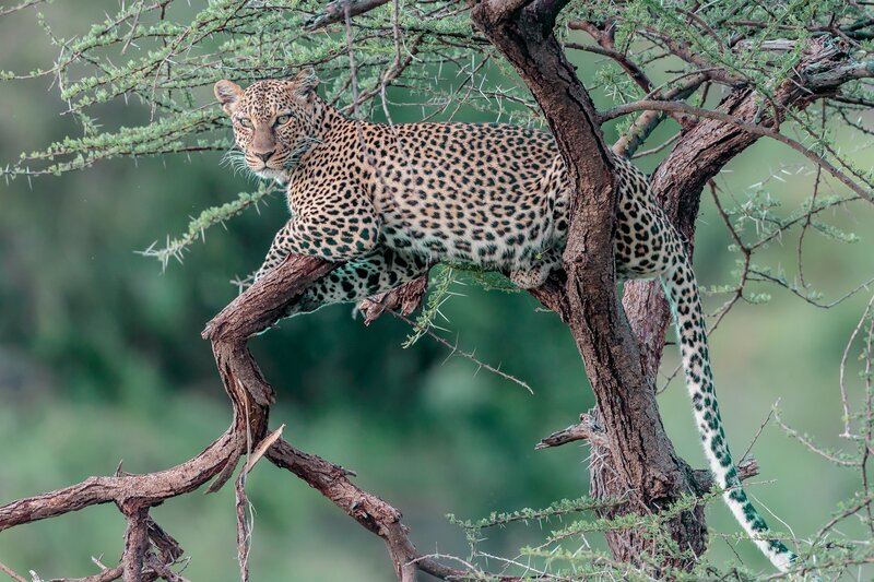 Leopard in Tree — Brown, Alert, Afternoon, Photograph, Branch