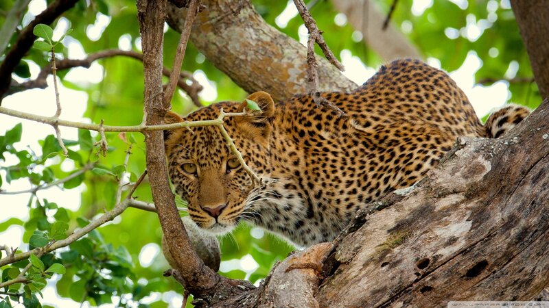 Leopard in Tree — Brown, Alert, Afternoon, Photograph, Branches, Leaves