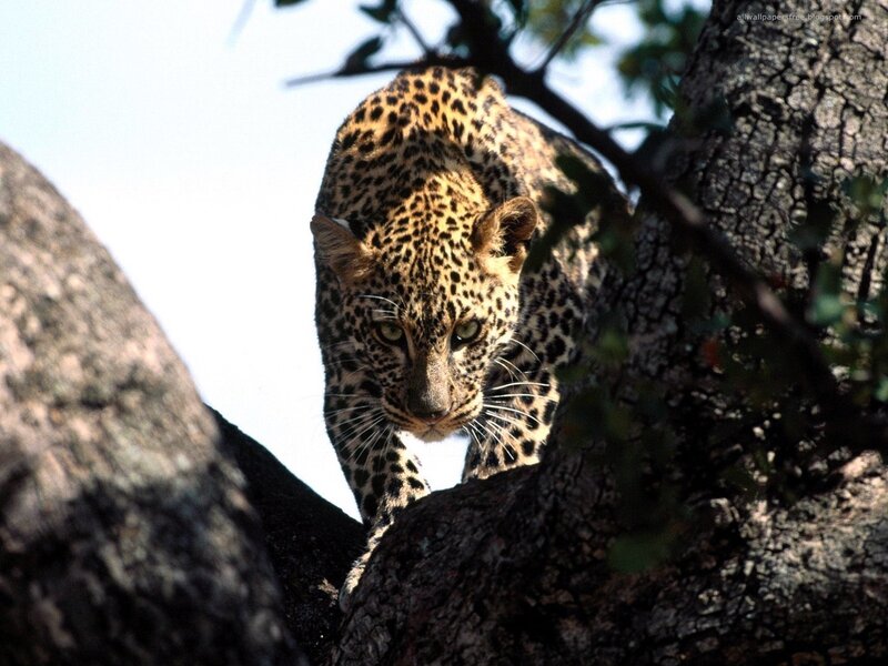 Leopard in Tree — Brown, Alert, Afternoon, Photograph, Branches, Sky, Black