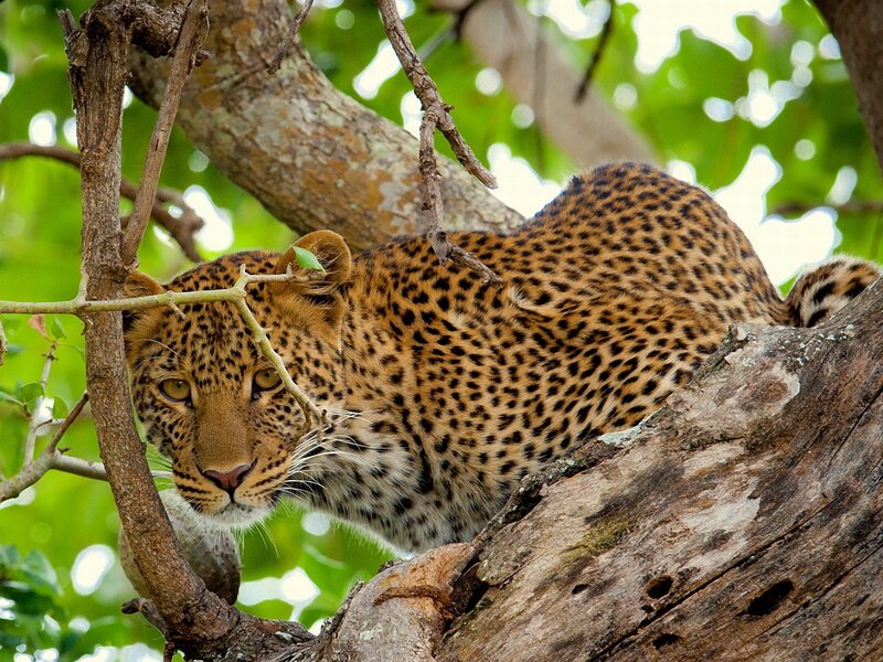 Leopard in Tree — Brown, Alert, Afternoon, Photograph, Branches