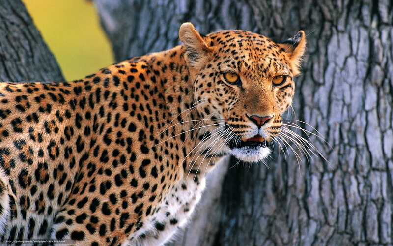 Leopard in Tree — Brown, Alert, Afternoon, Photograph, Forest