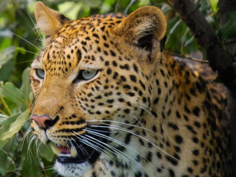 Leopard in Tree — Brown, Alert, Afternoon, Photograph, Leaves