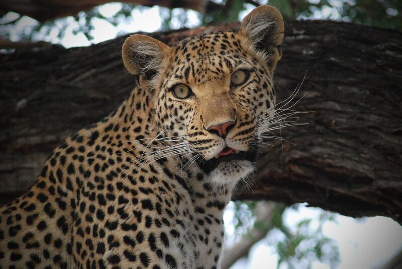 Leopard in Tree — Brown, Alert, Afternoon, Photograph, Sky, Black, White