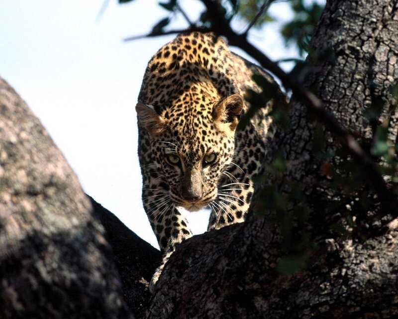 Leopard in Tree — Brown, Alert, Afternoon, Photograph, Sky, Branches