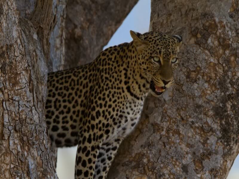 Leopard in Tree — Brown, Alert, Afternoon, Photograph, Sky