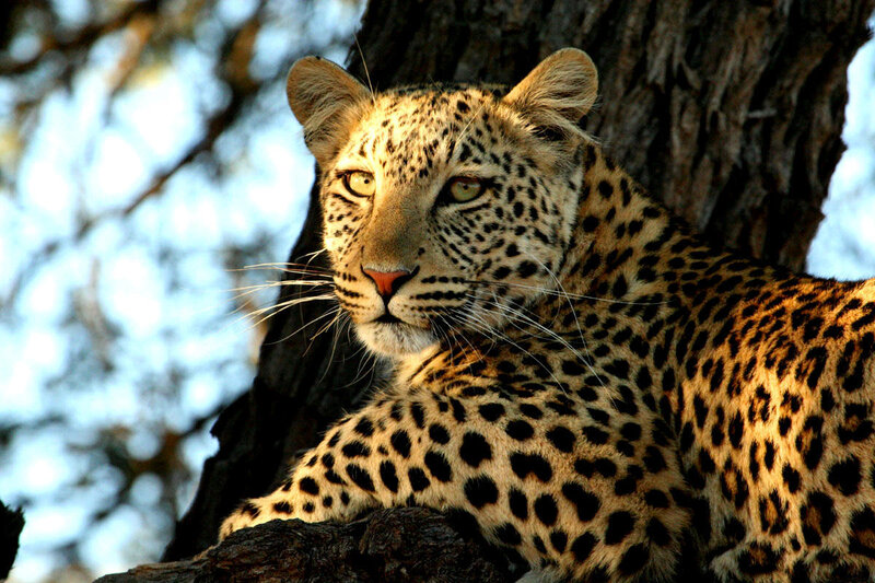 Leopard in Tree — Brown, Alert, Afternoon