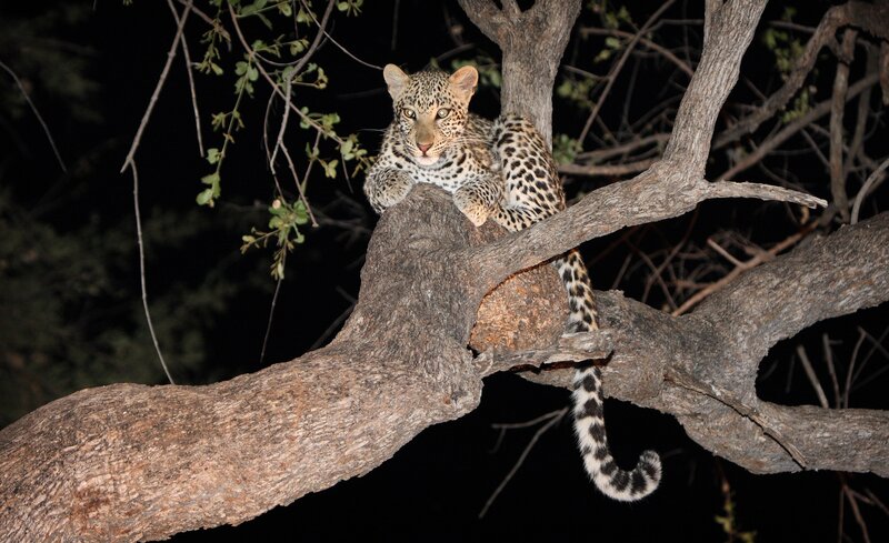 Leopard in Tree — Brown, Alert, Night