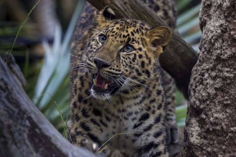 Leopard in Tree — Brown, Alert, Photograph, Plant