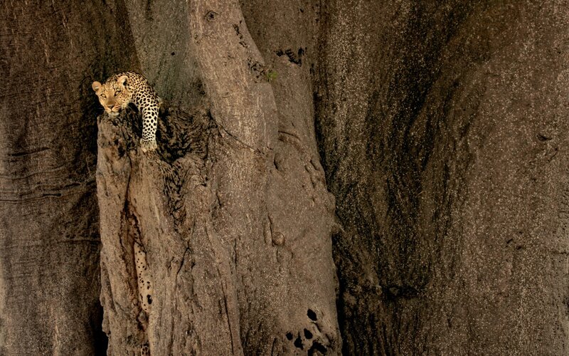 Leopard in Tree — Brown, Alert, Photograph